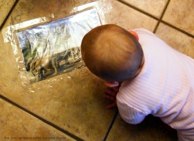 Babies will enjoy this crawling activity that uses large animal photos for visual interest and vocabulary exposure. Fun for toddlers and preschoolers too-adaptations for multiple age groups included!