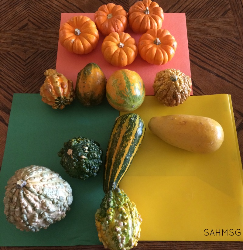 Working on classification and ordering skills as a Fall themed activity for preschool with pumpkins and gourds.