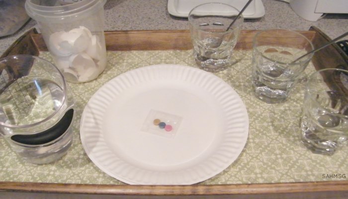 COLORED SHELL PIECES SCIENCE AND CRAFT SUPPLIES