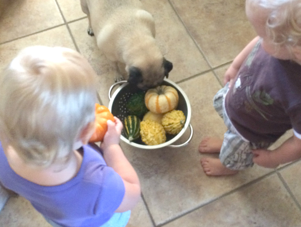 Fall is pumpkinn time! Toddler pumpkin activities help kids get hands-on learning experiences that are safe and fun. Includes Preschool pumpkin activities too.