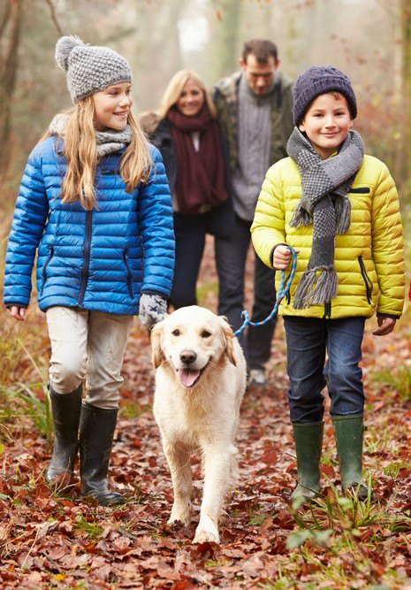 Consider the best dog breeds for families before choosing a dog for your family.