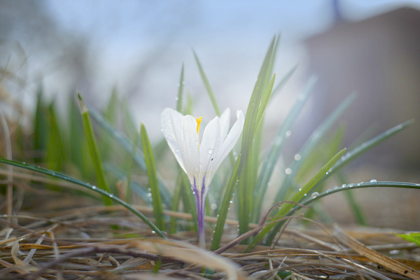 Surviving, Then Thriving