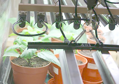 Teach children how to garden, from starting seeds indoors to transplanting outside, these tips will teach children life lessons for gardening.
