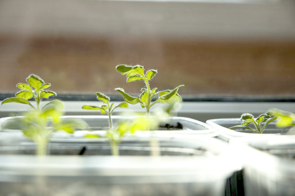 Teach children how to garden, from starting seeds indoors to transplanting outside, these tips will teach children life lessons for gardening.
