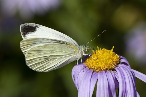 How to Create a Butterfly Garden