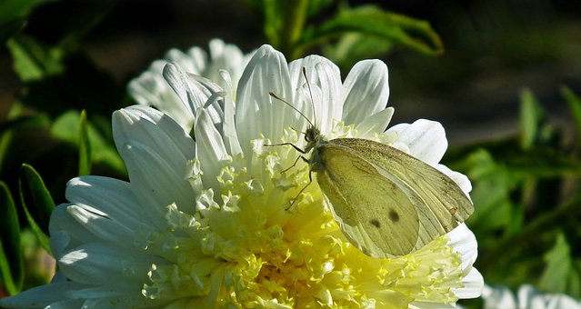 How to create a butterfly garden with kids.