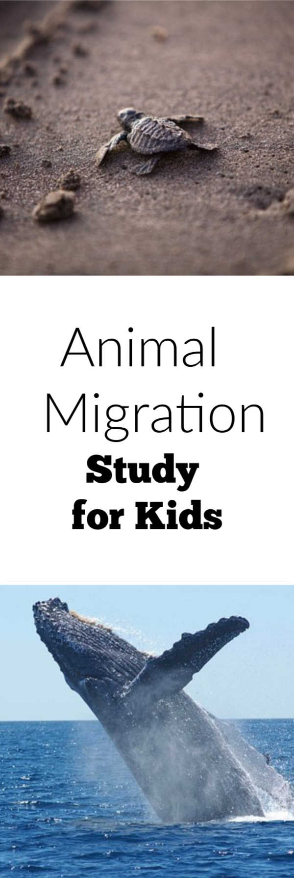 Studying animal migration school age activity. Great for homeschool learning as well.