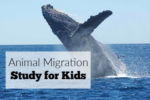 Studying Animal Migration School Age Activity