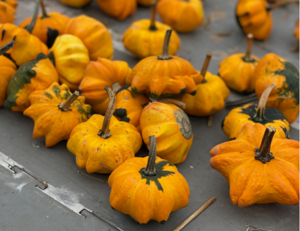 Fall Preschool Activities