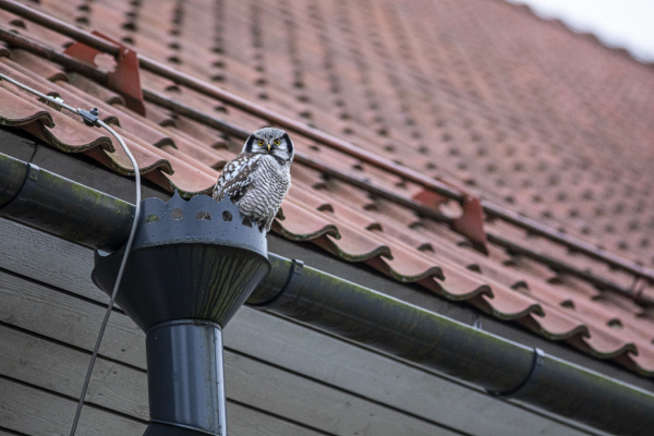 4 DIY gutter projects for a weekend.