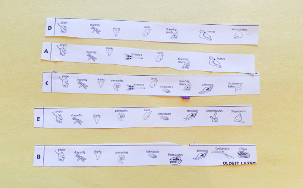 Strips of paper stacked in order and glued to a piece of construction paper. The final step of the dinosaur layers geology timeline activity.