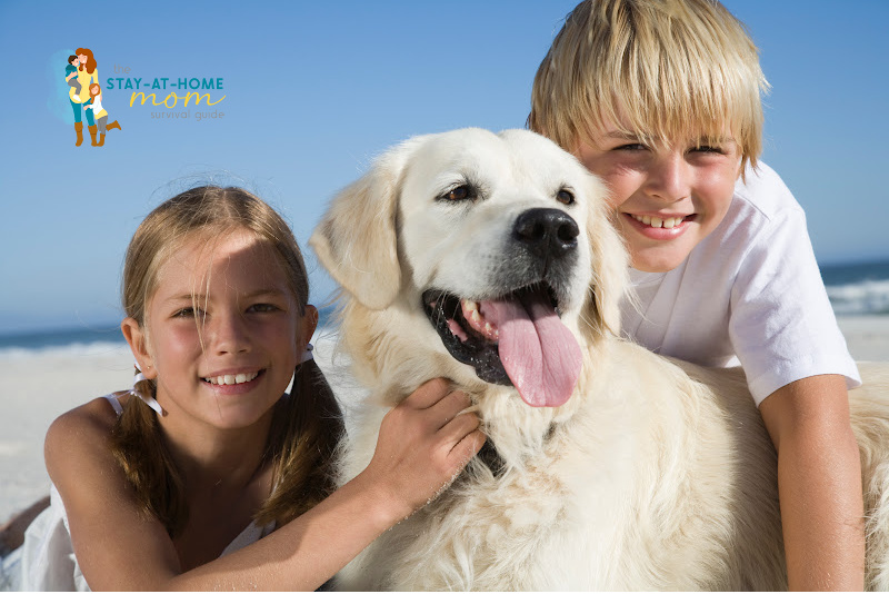 Dogs in the House: Pros, Cons and Everything Else to Consider
