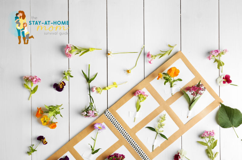 What is a Herbarium and How Do You Create a Plant Collection?