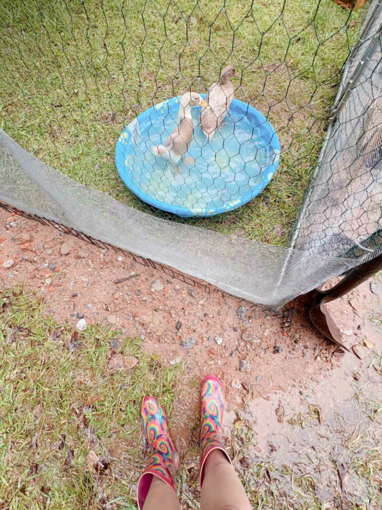 Standing in rain boots looking at ducks in a baby pool.