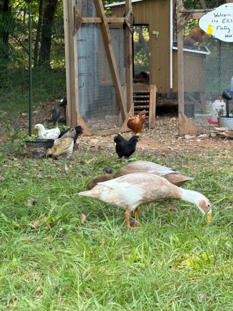 Ducks and chickens free ranging. Starting a small family farm.