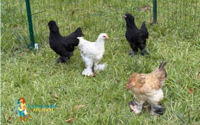 Family Chicken Keeping 101: Teaching Kids to Care for a Flock