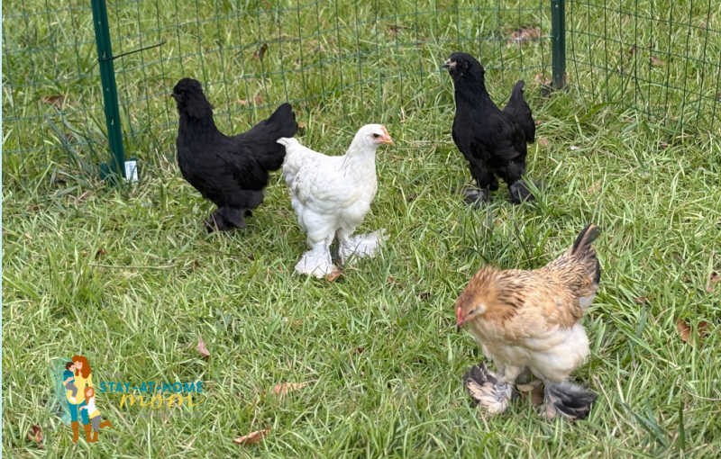 Family Chicken Keeping 101: Teaching Kids to Care for a Flock